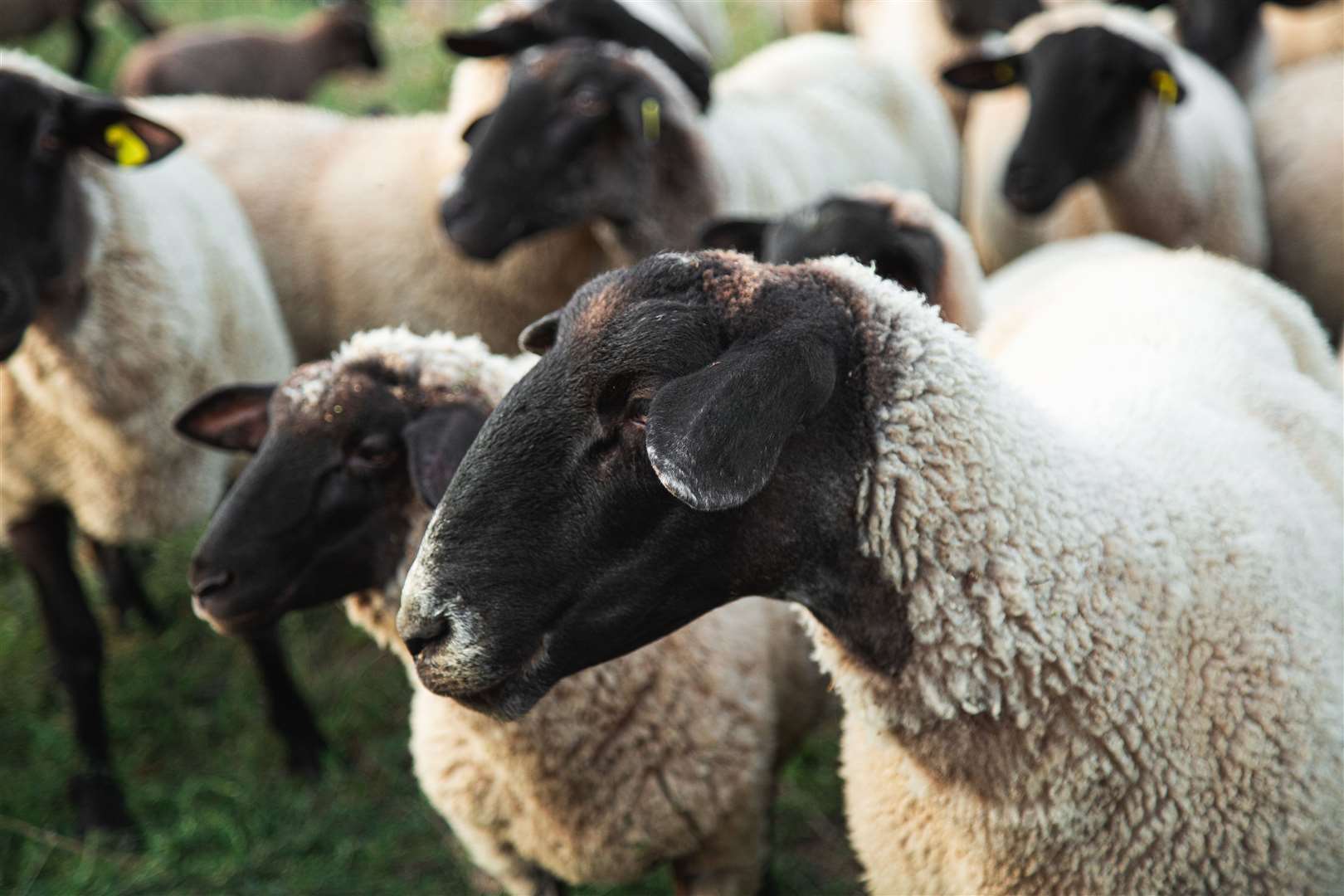 The sheep were pregnant with twins or triplets. Stock image