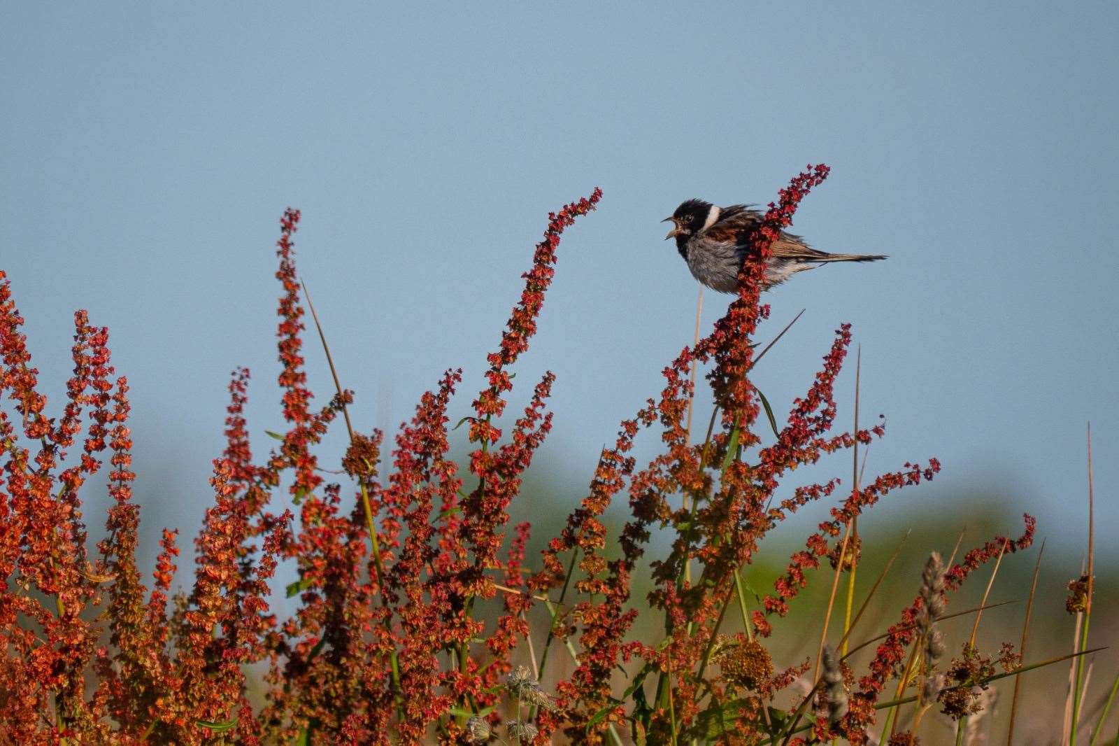 A reed bunting (Matt Jarvis)