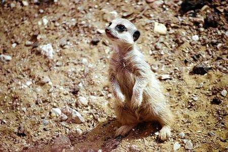 Three baby meerkats have ventured out into the open for the first time at Port Lympne animal park.