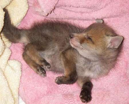 The cute cub was a big hit with staff at a local animal centre. Picture courtesy RSPCA