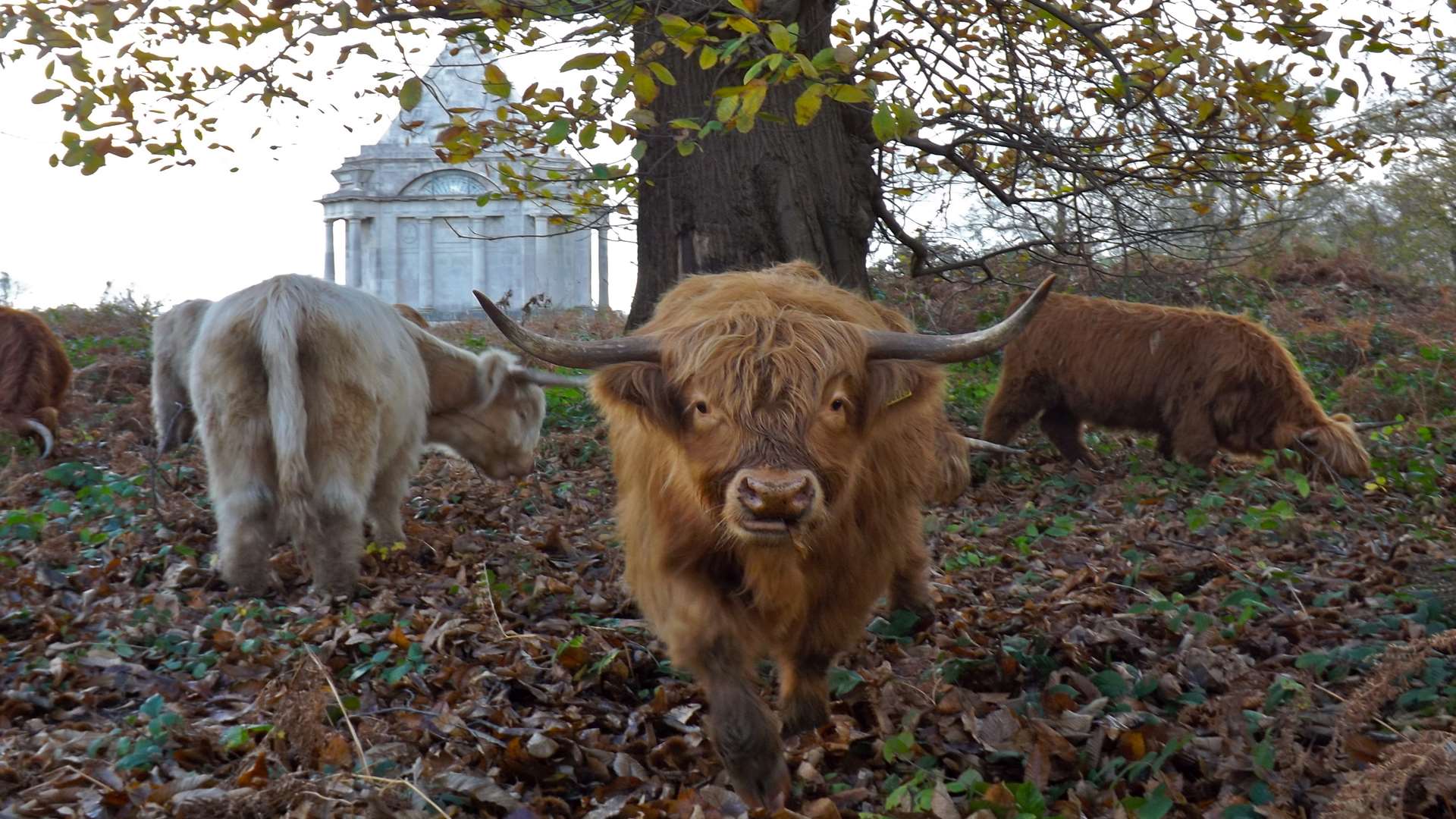 Highland cattle