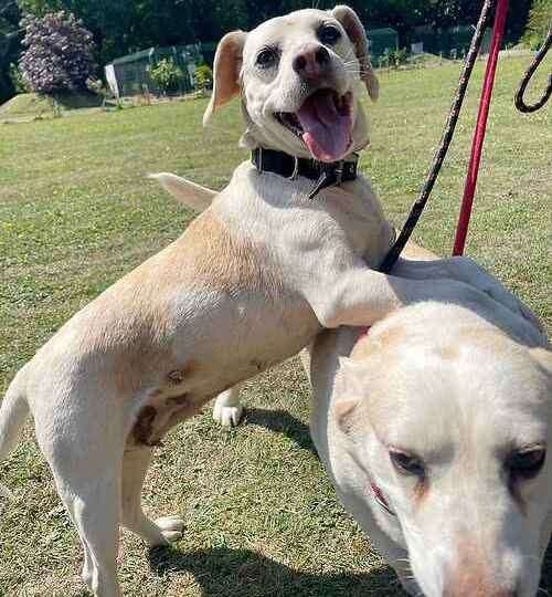 Beagles Molly and Meg are looking for a home together. Picture: Last Chance Animal Rescue