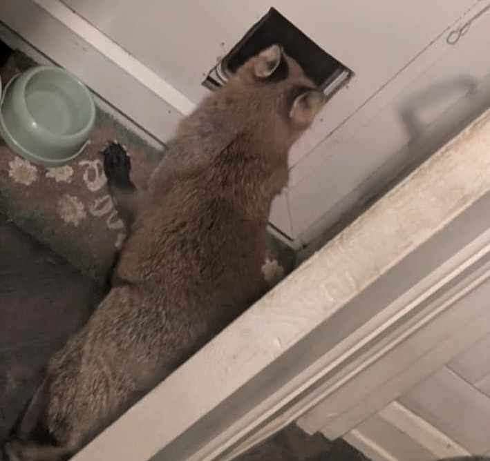 The fox breaks into the Dover house through the cat flap. Picture: Limara Slade