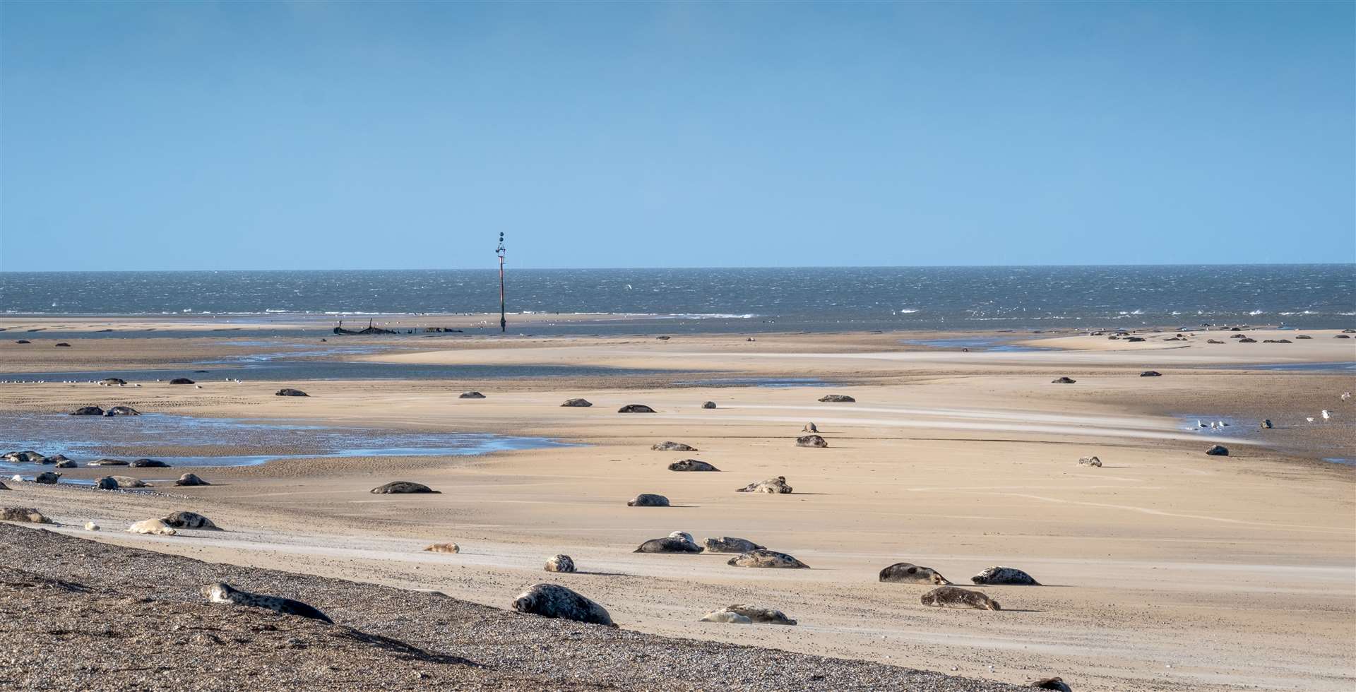 Blakeney Point is home to England’s largest grey seal colony (National Trust Images/Hanne Siebers/PA)