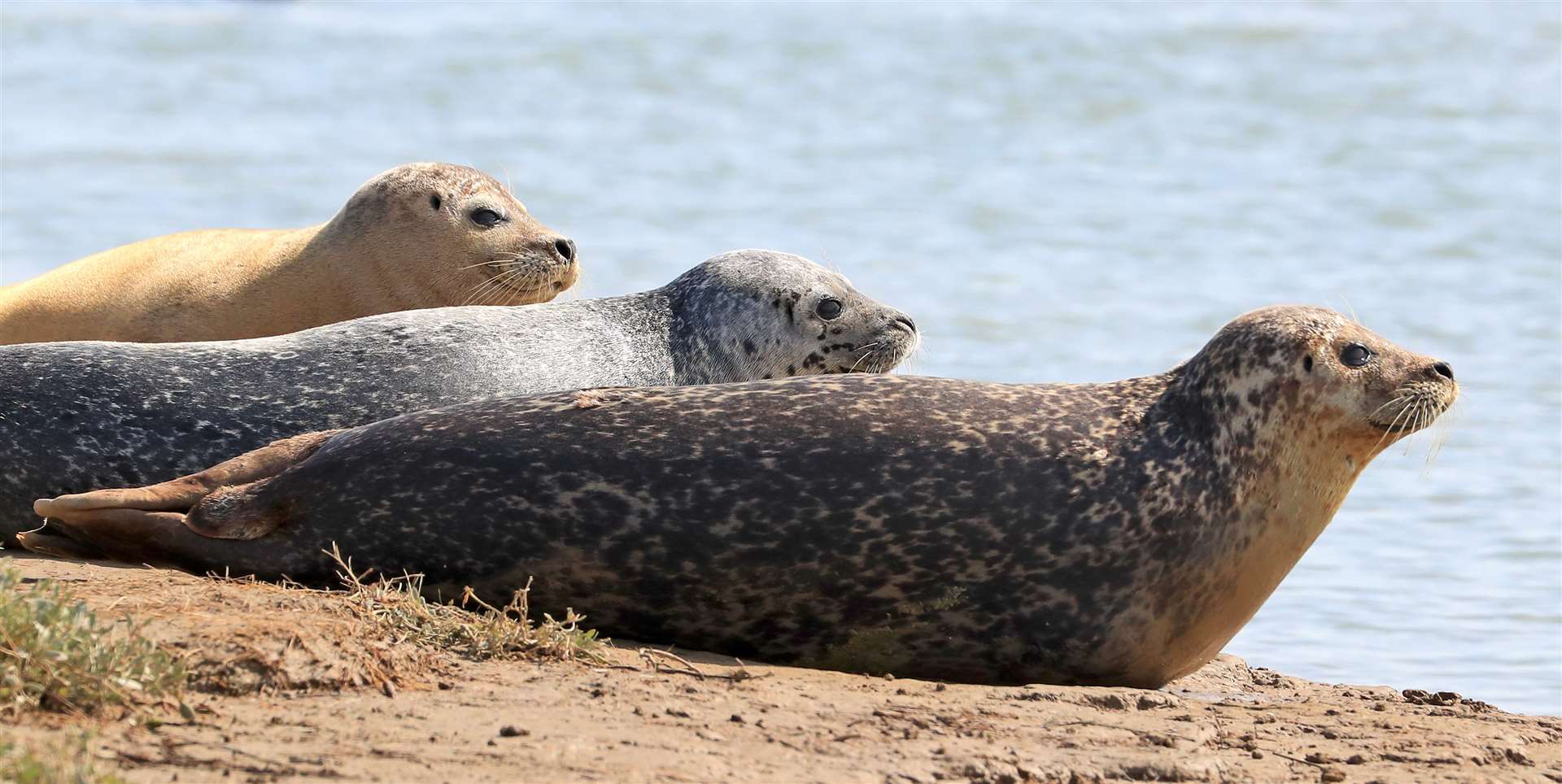 Seals are found around the UK’s coasts and estuaries (Gareth Fuller/PA)