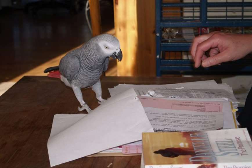 Missing parrot found dead in Sheerness not rock 'n' roll parrot Blue