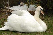 Swans