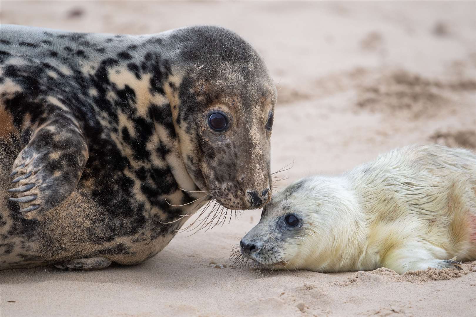 A grey seal with her newborn pup on the beach at Horsey in Norfolk, one the UK’s most important sites for the mammals (Joe Giddens/PA)