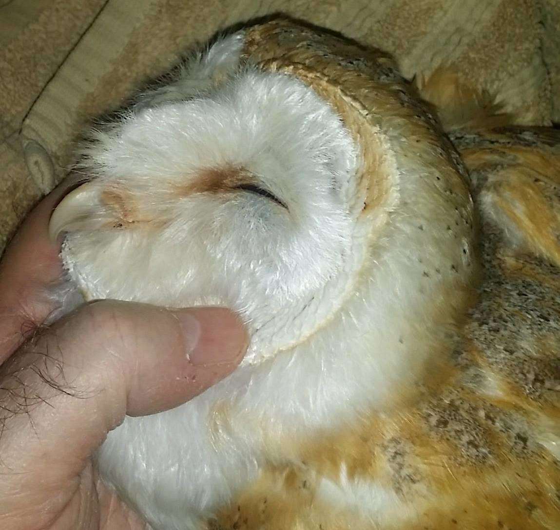 The injured barn owl (1471568)