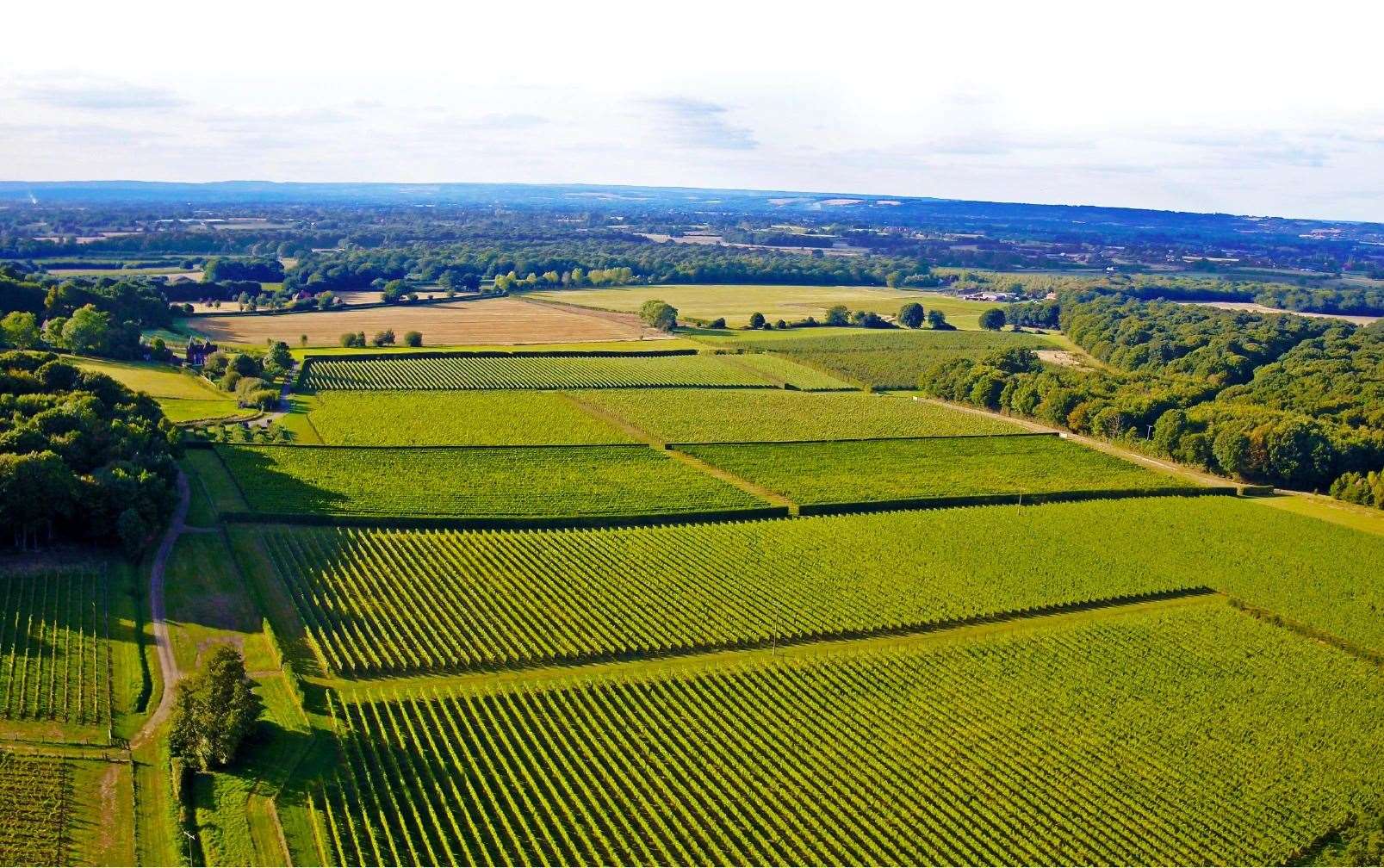 Vineyards at Balfour Winery, Tonbridge. Picture: Balfour Winery