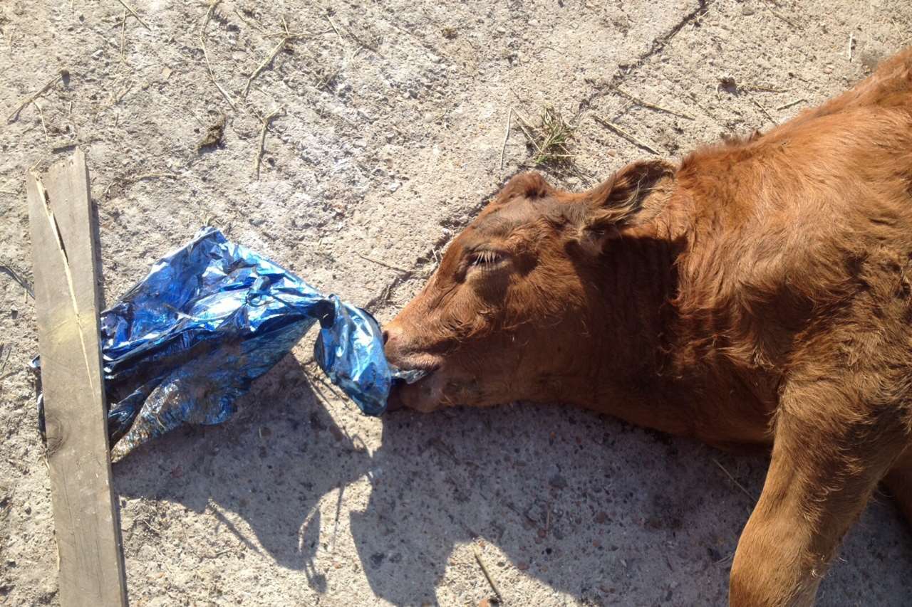 The calf killed by a balloon