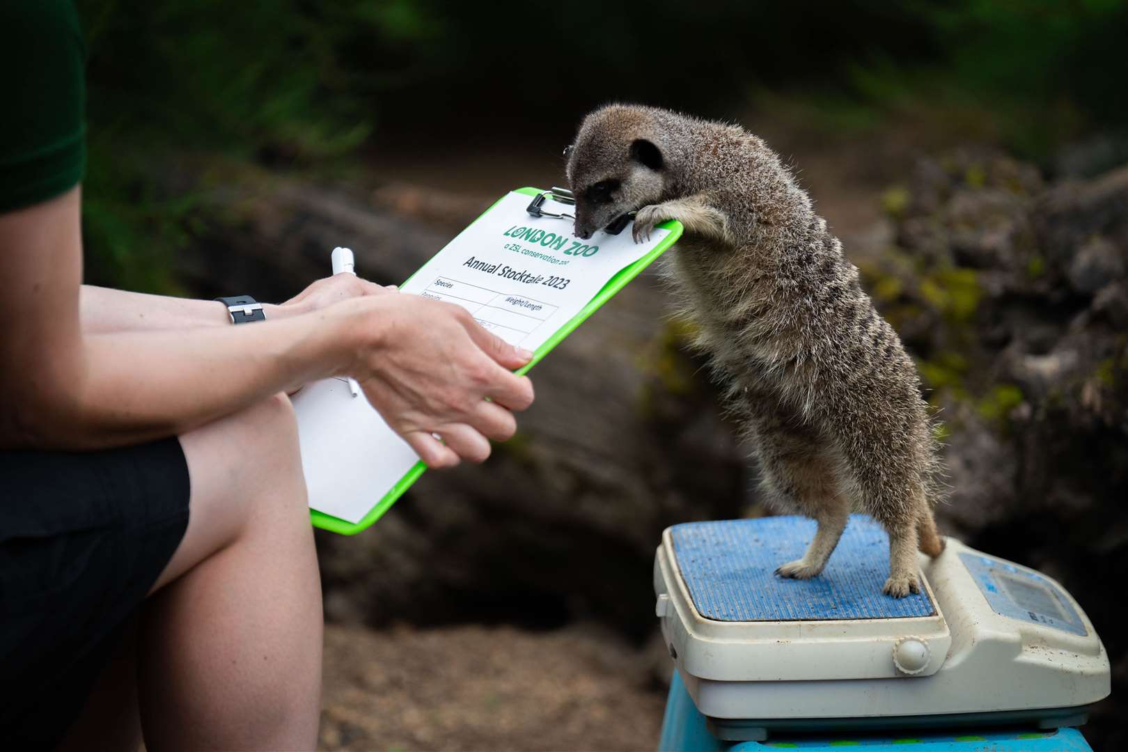 Experts believe that domesticated animals are able to understand how people feel and it is hoped that this study will help to understand more about wild animals that are housed in zoos (James Manning/PA)