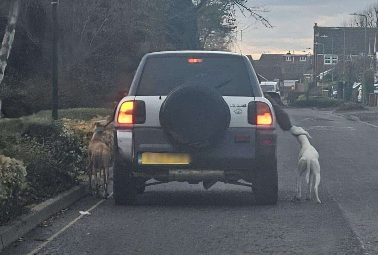 Two dogs being dragged by the side of a car in Darenth Wood Road, Dartford