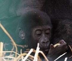 Howletts has welcomed its 150th baby gorilla. Picture: Howletts Wild Animal Park