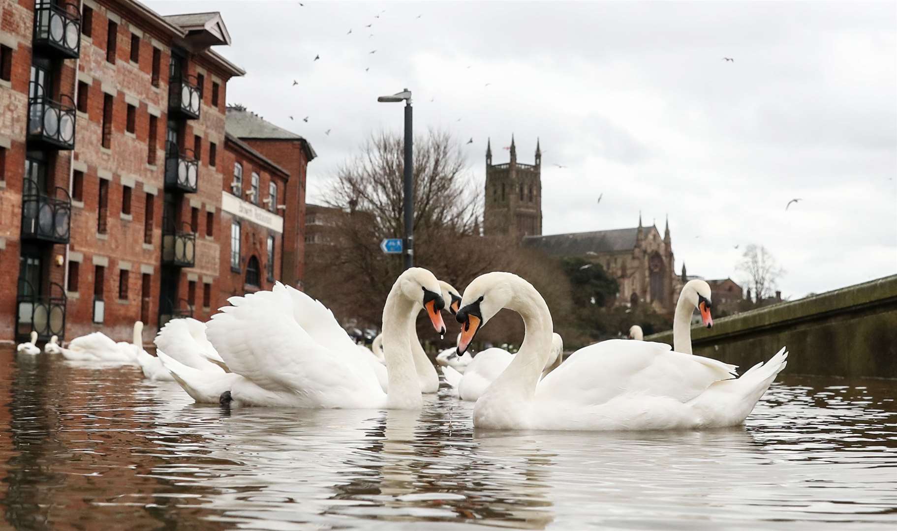 Swans made the most of flood water on the River Seven in Worcester, as large areas of south-west England faced flooding over Christmas (David Davies/PA)