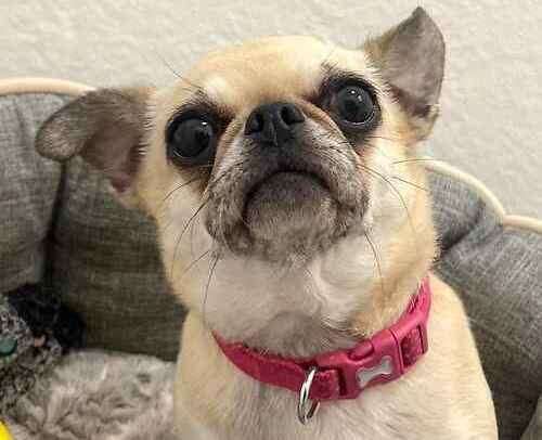 Patsy is a pug and chihuahua mix. Picture: Last Chance Animal Rescue