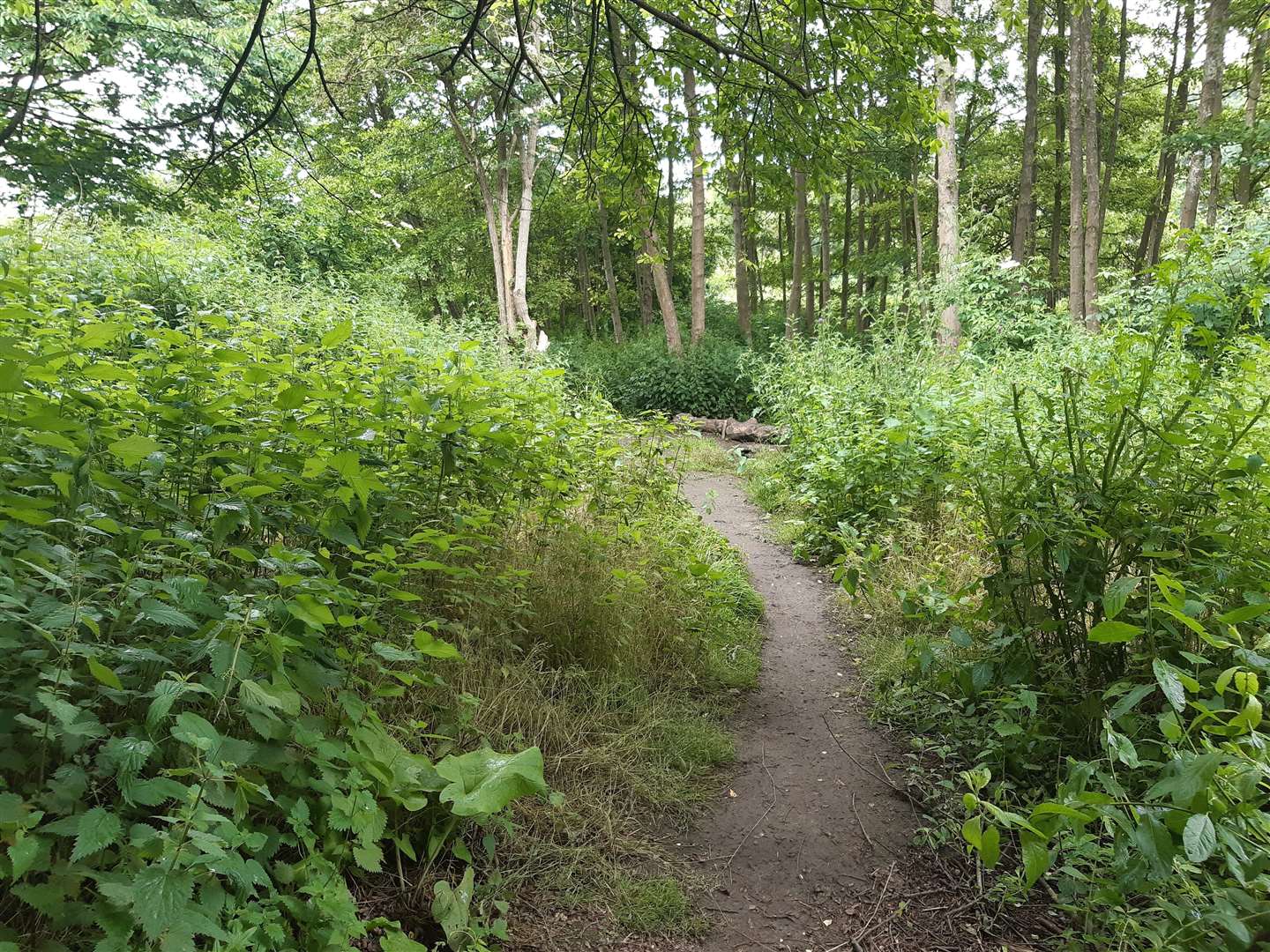 Irene Toleveisiene was found in Fant Wildlife Area