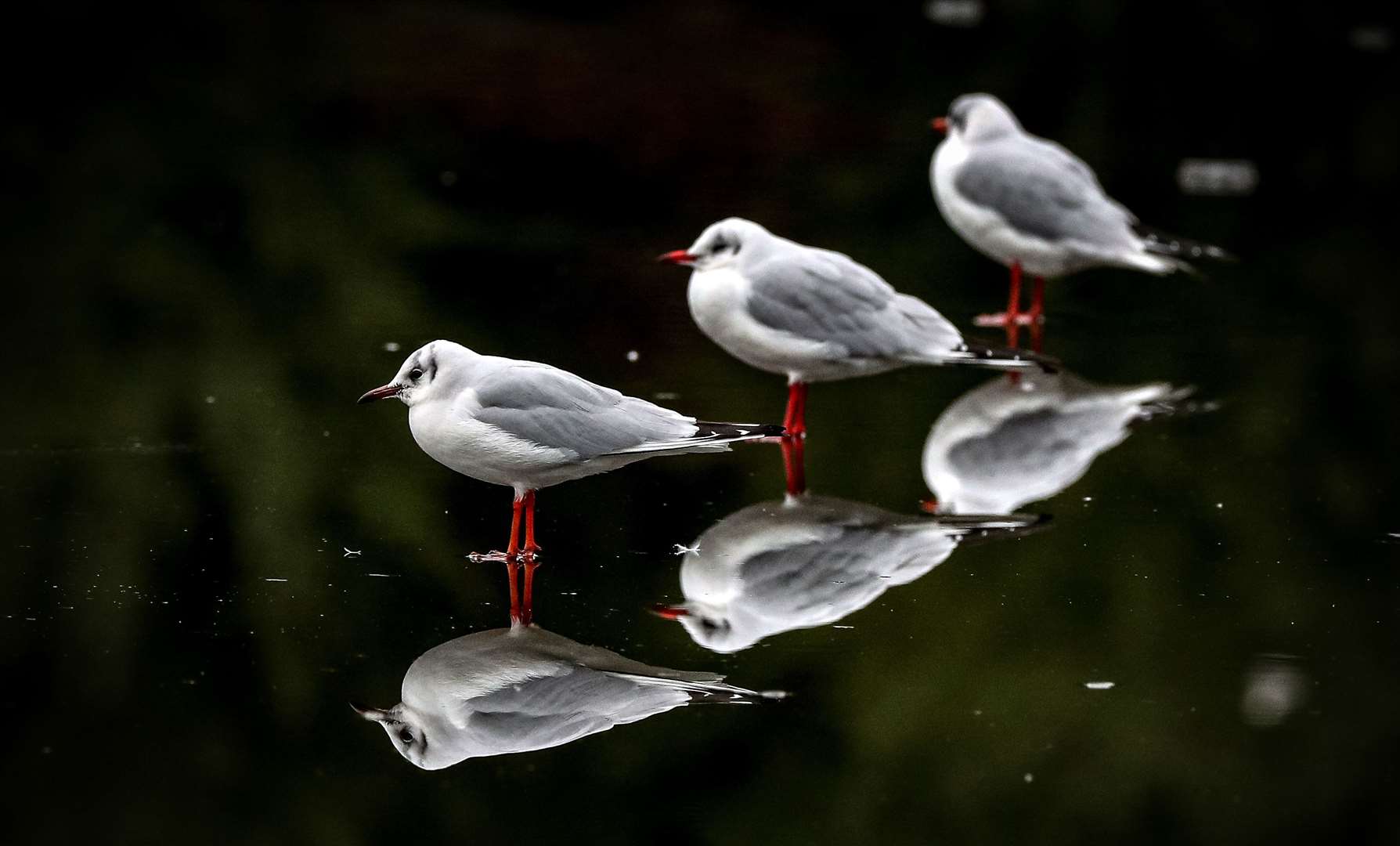 Birds on a frozen Sefton Park lake in Liverpool, Merseyside (Peter Byrne/PA)