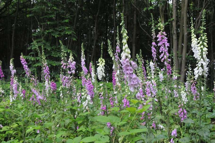 A glade of foxgloves