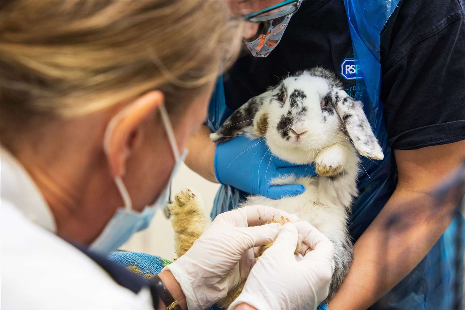 Inspector Tina Nash attended the property in Gillingham and took the rabbits into the charity’s care to be assessed. Picture: RSPCA