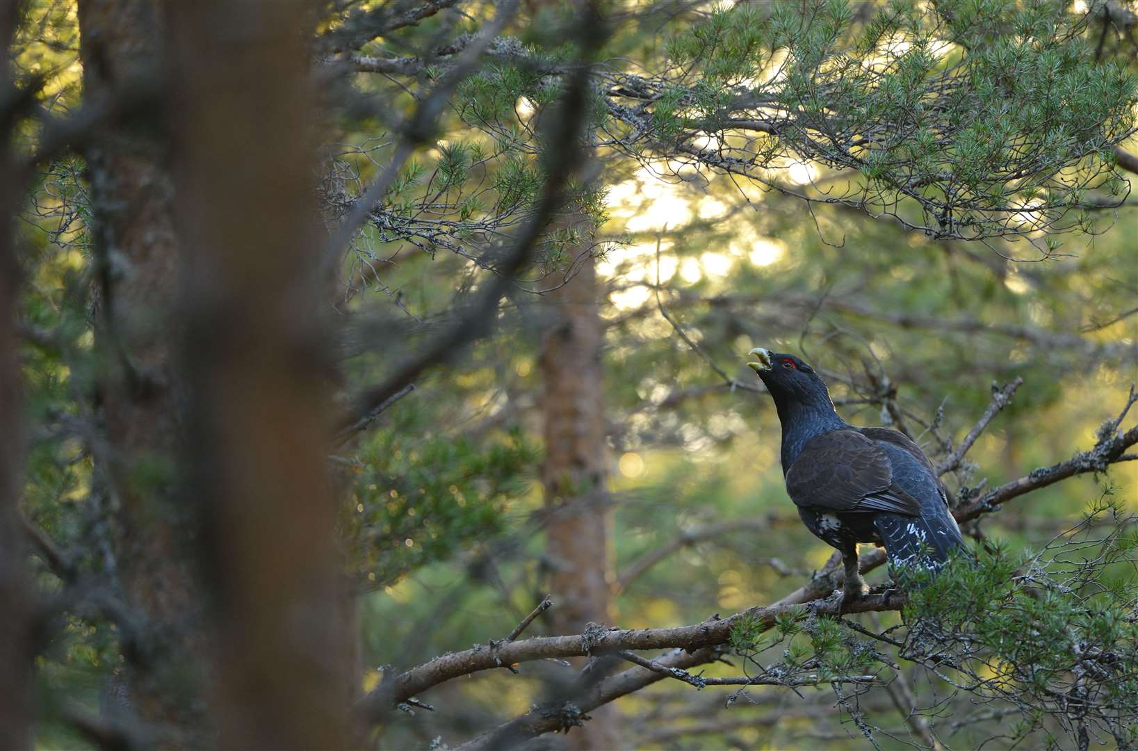 Capercaillie often perch in trees (Ben Andrew/RSPB/PA)