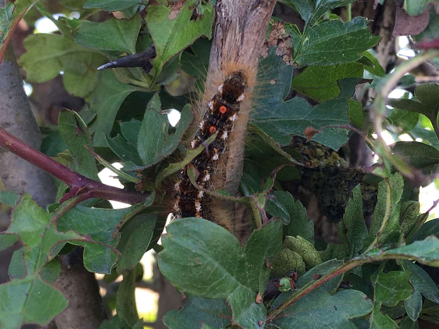 Another caterpillar