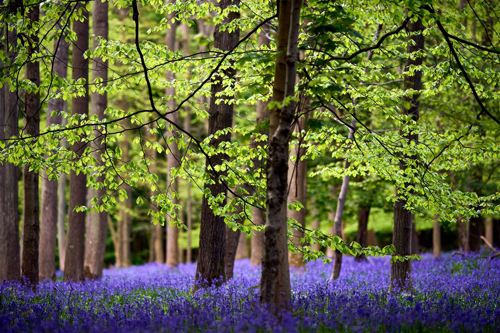 Bluebell carpets could become rarer in the future (John Walton/PA)