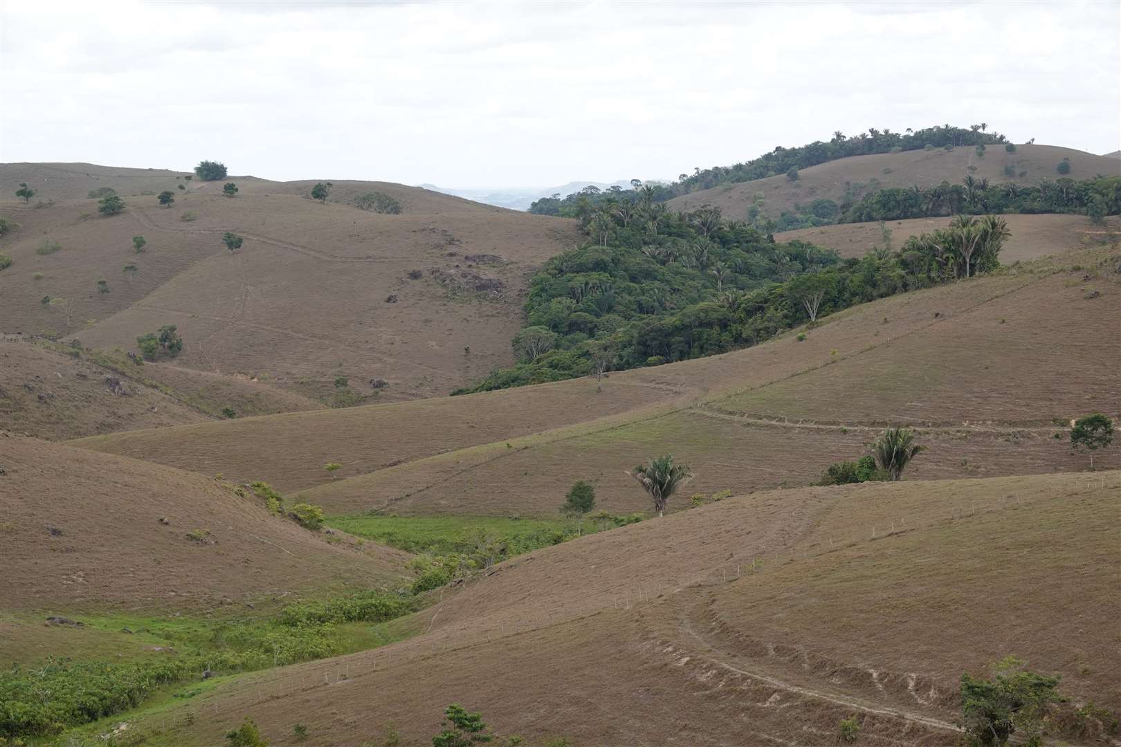 Deforestation of Atlantic Forest, Murici, Brazil (Merijn van Leeuwen/ WWF-Netherlands/PA)