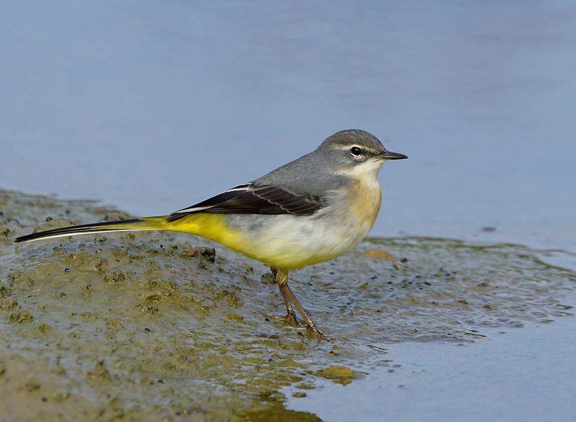 Grey wagtails have disrupted work on the East Farleigh Lock