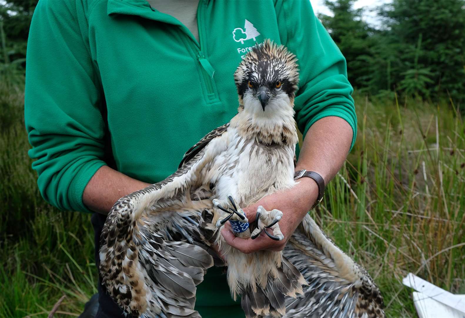 The ringing process is harmless and allows experts to track their movements (Forestry England/PA)