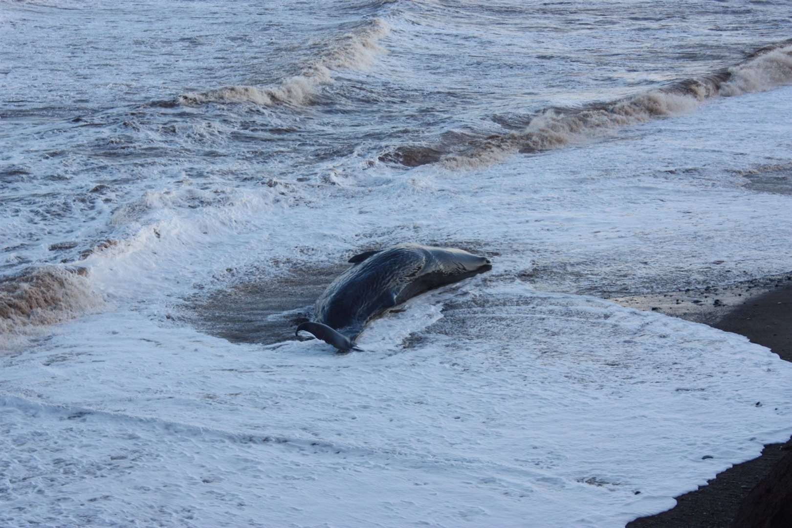 One of group of 10 sperm whales which were beached on a stretch of coastline between the villages of Tunstall and Withernsea in East Yorkshire (Richard McCarthy/PA)