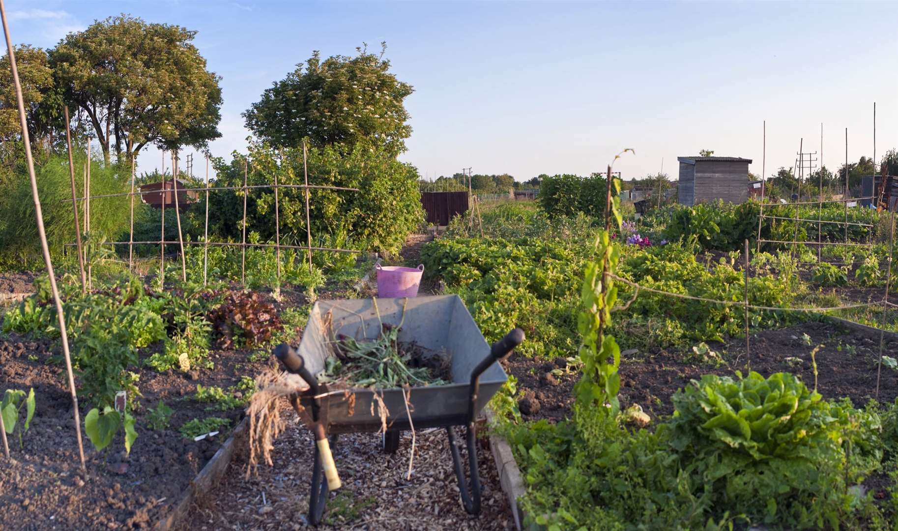 Visit an allotment as part of the Edible England theme