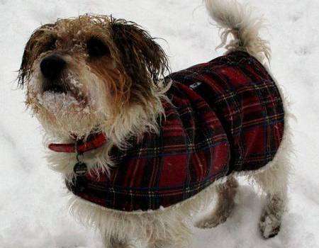 This dog stays warm in Connaught Park in Dover. Picture by Karole Steele