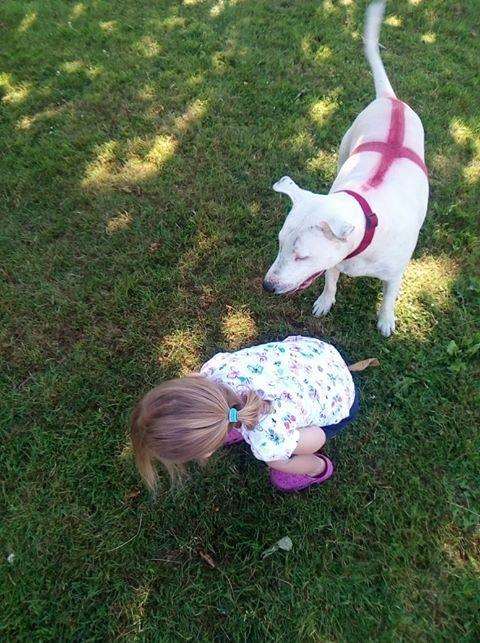English Bull Terrier Cross Sherman with two-year-old Billie (2928900)