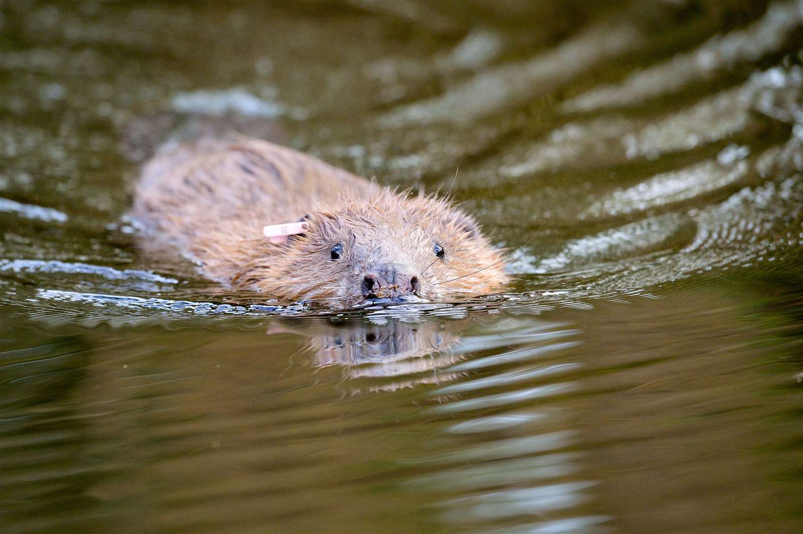 Beavers, which have been reintroduced, are classed as endangered (Ben Birchall/PA)