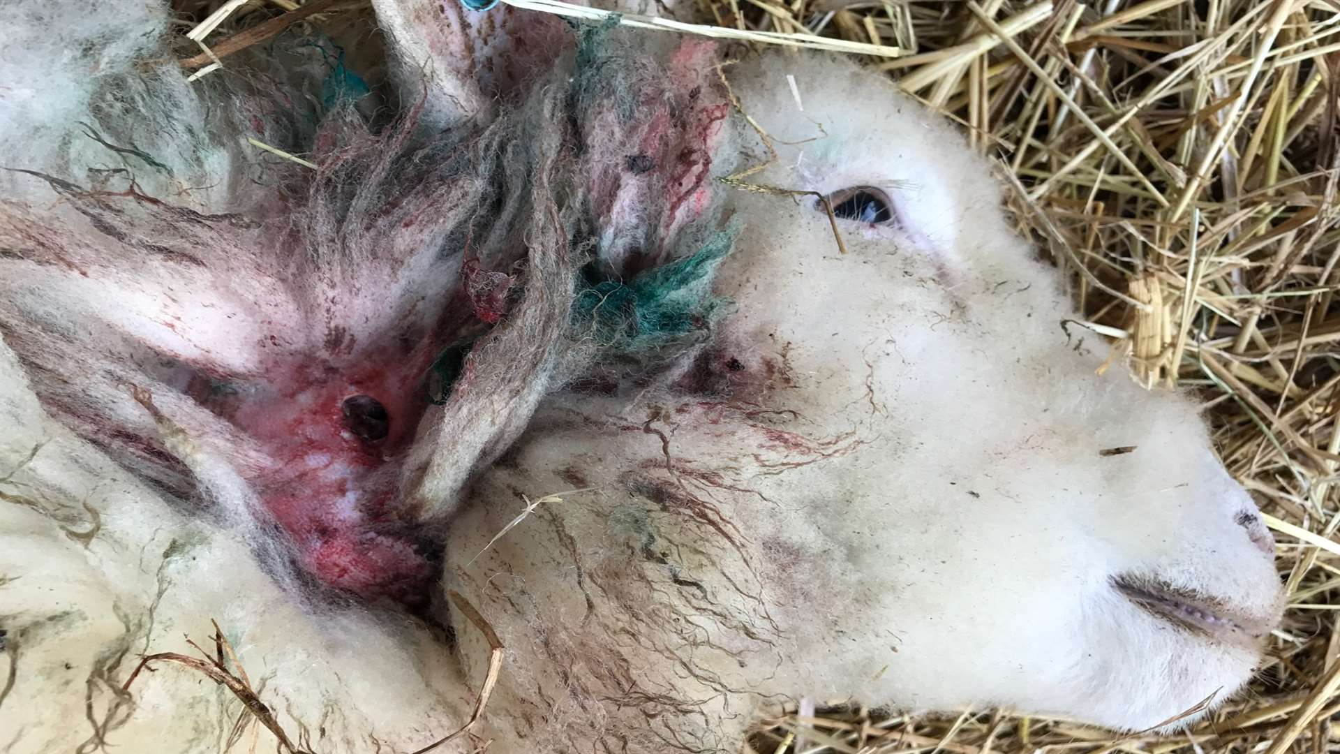 A mauled sheep at Silcocks farm