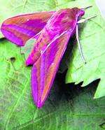 Elephant Hawk Moth