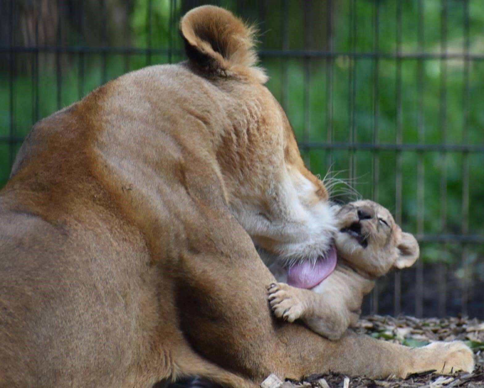 One of the new cubs gets a bath from mum. Photo: Caroline Townsend