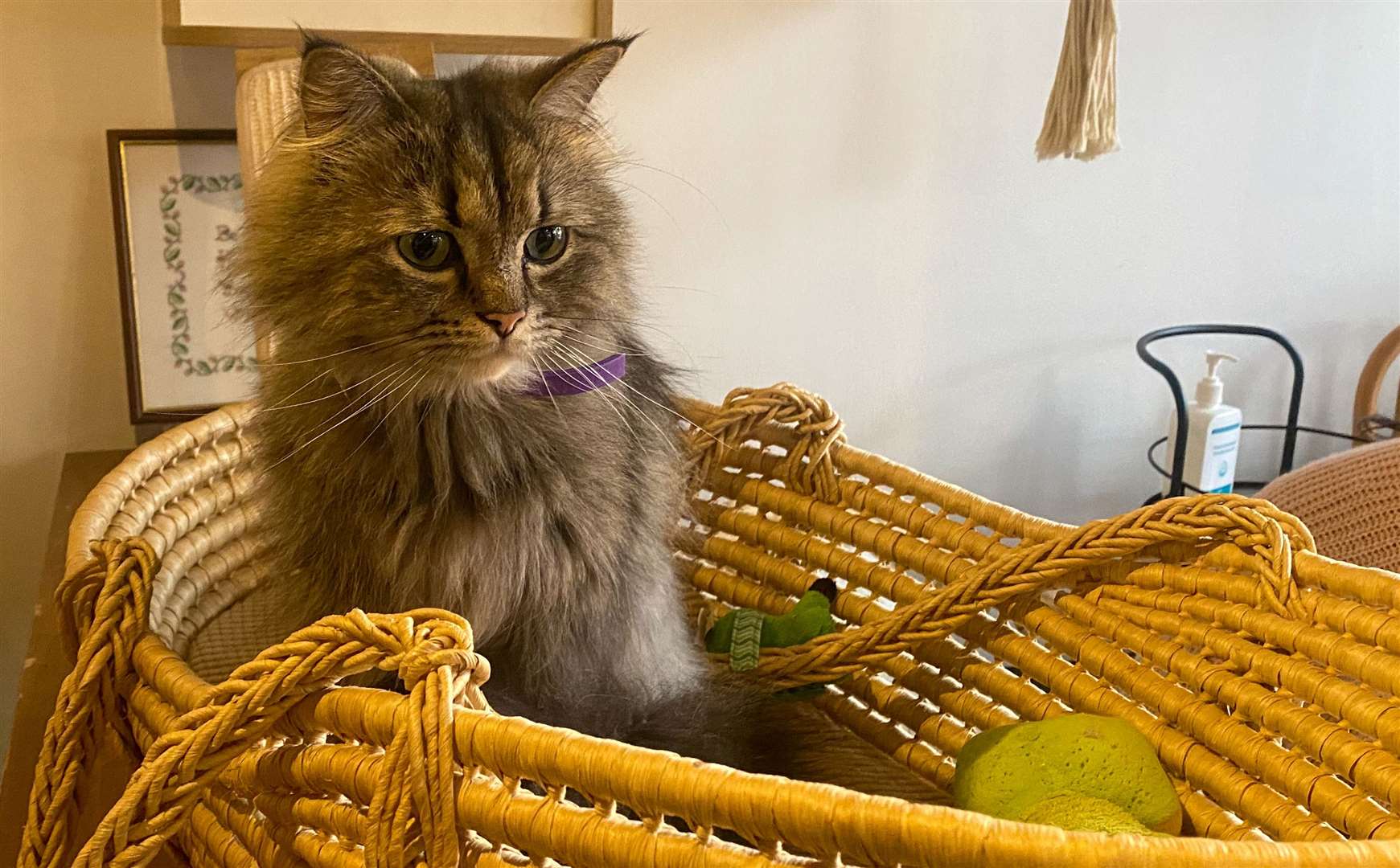 Fluffy feline Fungus posed in his basket for photos