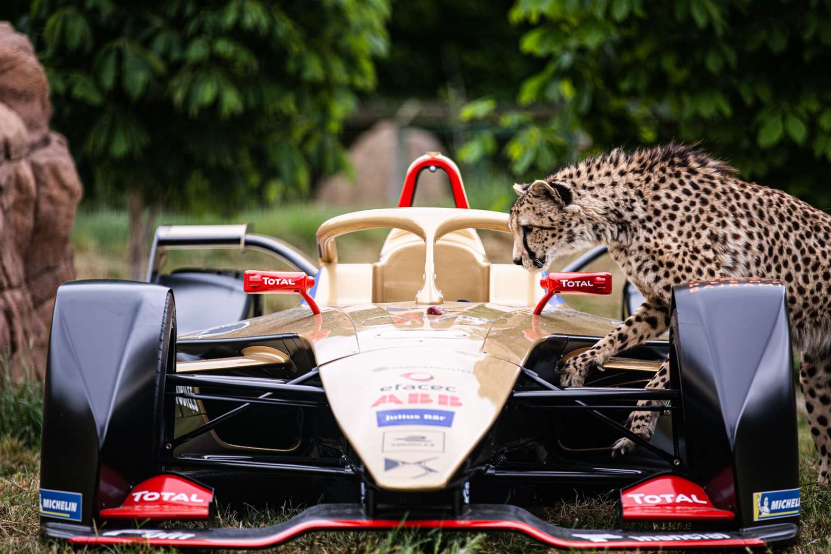A cheetah from the sanctuary explores the Formula E car. Picture: DS TECHEETAH
