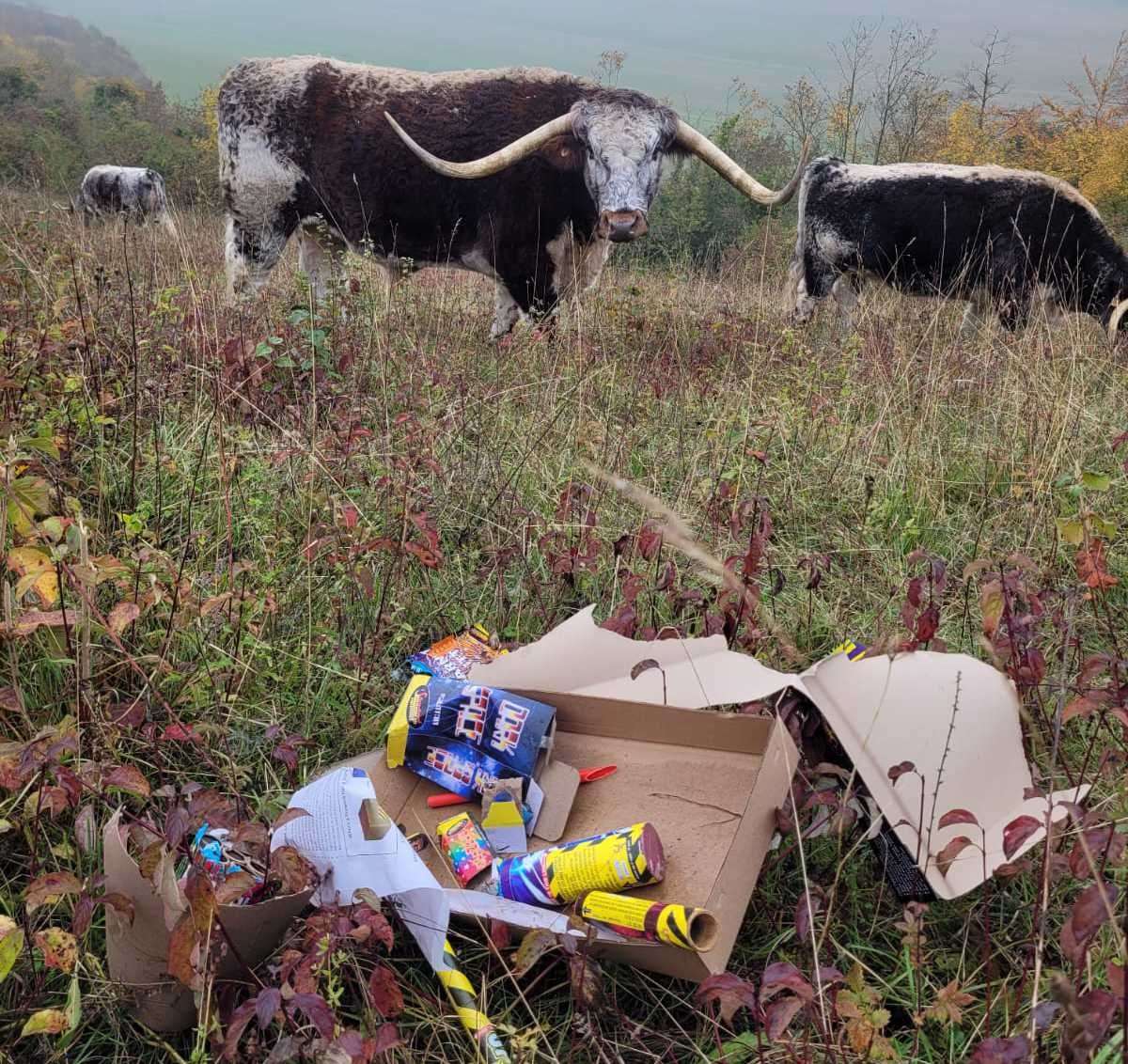 Fireworks were let off near grazing cattle at Darland Banks, Gillingham. Picture: Jess Allam