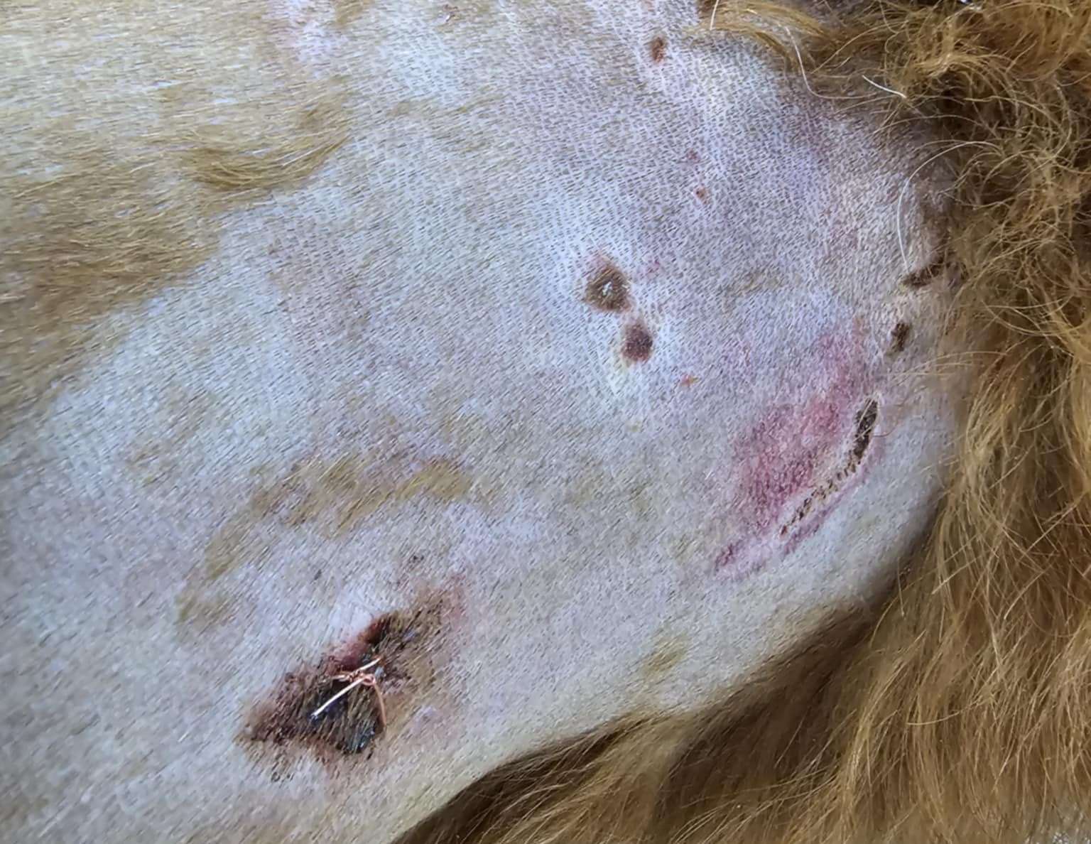 Maple required stitches after the attack by the escaped dog