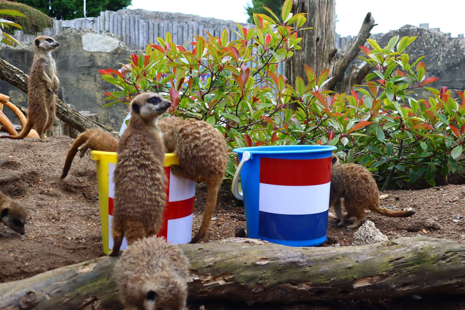 The meerkats’ at Drusillas Park have predicted another victory for England in Euro 2024 (Drusillas Park/PA)