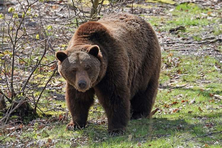 The bears have been at the park for seven years