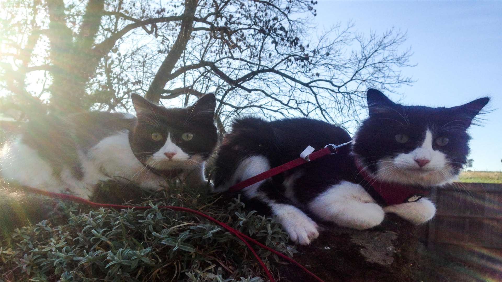 Agnes and Alan in happier times