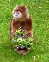 A Javan langur enjoys some violas.