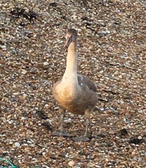 Owen Leyshon found the swan on the beach. Photo: Owen Leyshon