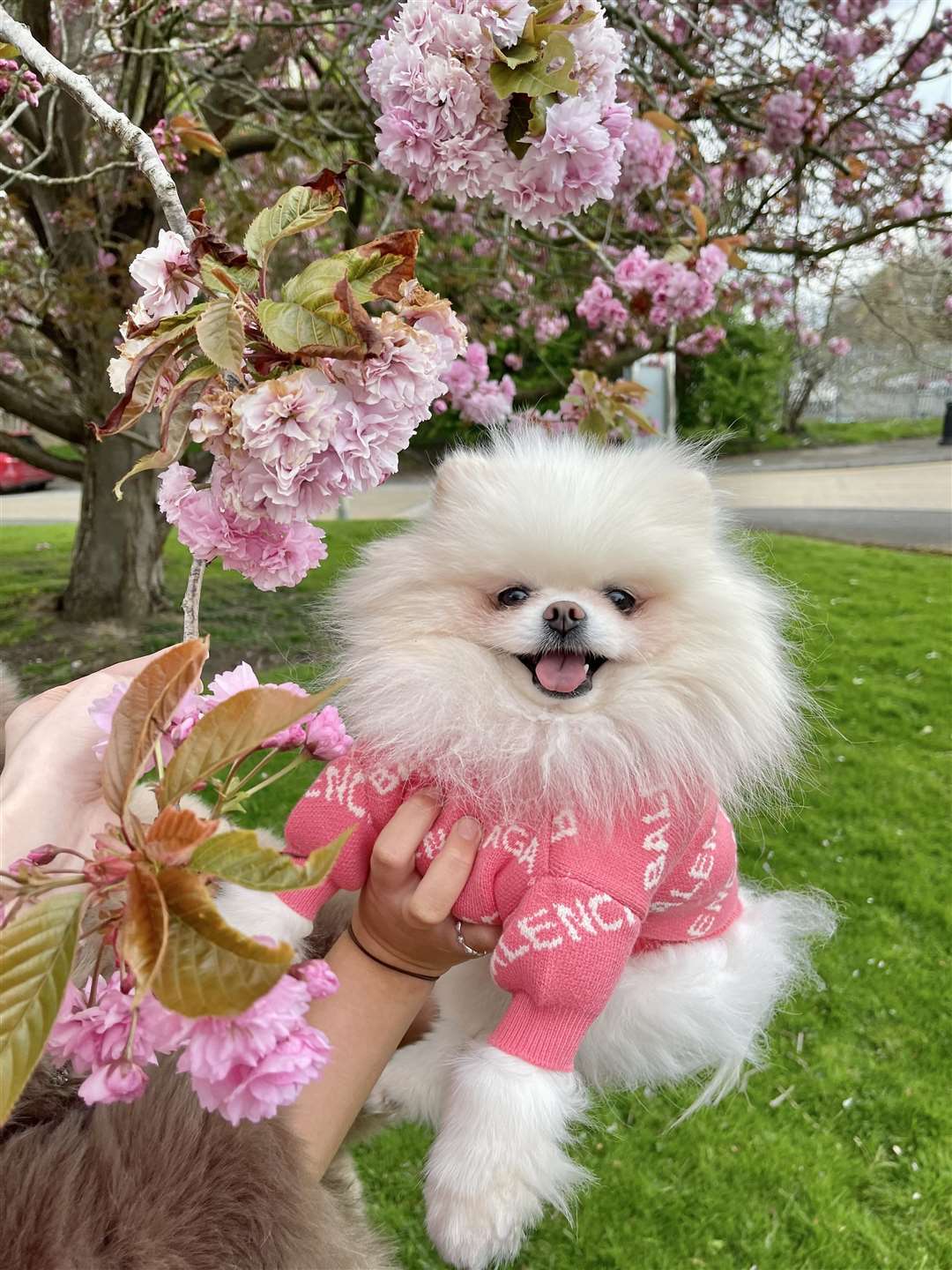 You can deck your pup out in 'Balenciaga'