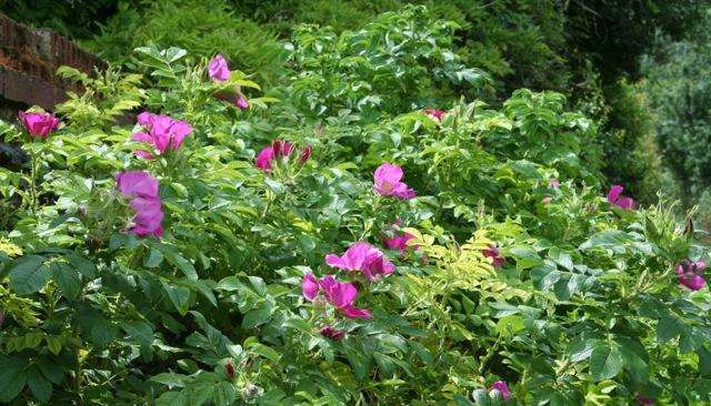 Rosa rugosa