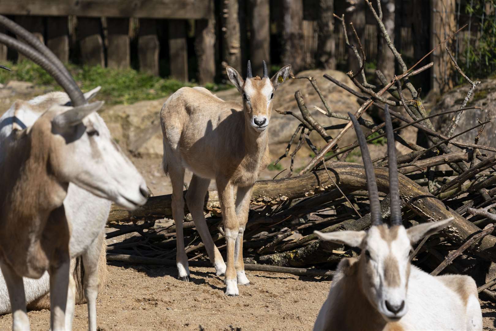 Freya is said to be ‘thriving’ in her home (Jason Brown/Marwell Wildlife/PA)